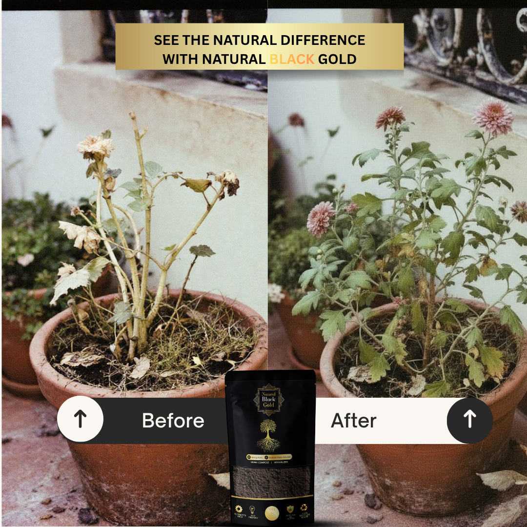 Natural Black Gold Premium Vermicompost 1 KG – 100% Organic Fertilizer for All Plants