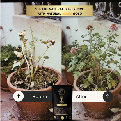 Natural Black Gold Premium Vermicompost 1 KG – 100% Organic Fertilizer for All Plants